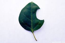 Are you seeing damage on your bougainvillea leaves? What Is Eating My Bougainvillea Leaves