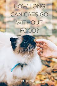 Without water people are unlikely to last a week, but the amount of time but as days without food turned into weeks, barbieri felt eager to continue the program. How Long Can Cats Go Without Food Cattify Cats Cats For Sale Pets