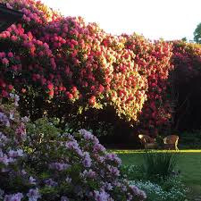 Hillandale Gardens On Instagram Rhododendrons On Fire Countrystyle Countrylife Flowers Rhododendron Countryg Dream Garden Rhododendron Country Gardening