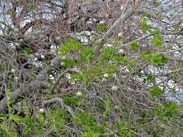 Image result for Lagenaria sphaerica