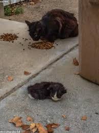 Check spelling or type a new query. Kedai Karpet Murah Nilai 3 Wholesale On Tolinidop Manuellerici It