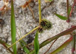 Image result for Lipocarpha