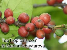 Image result for Coffea ligustroides