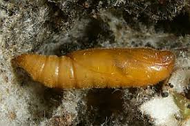 Image result for Nothris verbascella