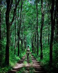 Bagi mereka yang ingin menghindari keramaian perkotaan sejenak maka mengunjungi hutan desa setianegara adalah tindakan yang paling tepat. Desa Wisata Cibuntu Camping Asik Ditengah Suasana Menarik