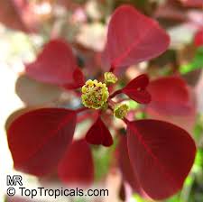 Image result for Euphorbia cotinifolia