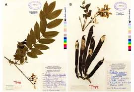 Image result for Millettia dura