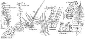 Image result for Thelypteridaceae