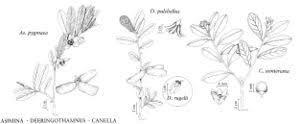 Image result for Canellaceae