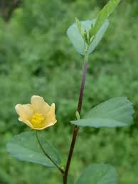 Image result for Sida rhombifolia
