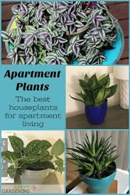 A highly sunny spot is perfect for this plant, but it can also thrive under bright indoor lights. Apartment Plants 15 Of The Best Houseplants For Apartment Living