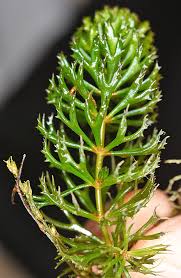 Image result for Ceratophyllaceae