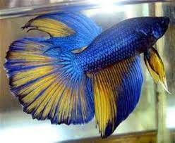 Many homes and offices use these colorful fish almost like decorations to brighten up their space. Rare Betta Fish Colors Bing Images Betta Fish Types Betta Fish Betta