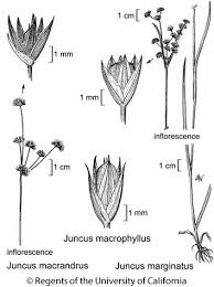 Image result for Juncus
