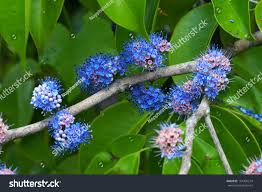 Image result for Memecylon