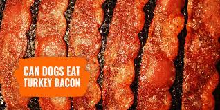 Can Dogs Eat Turkey Bacon – Safety, Quantity, Grease & Faq