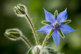 We did not find results for: Pretty Wildflowers You Can Eat The English Garden