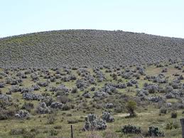 Image result for Stadmannia oppositifolia