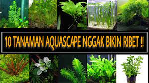 Tema yang mengacu pada tema aquascape yang berbentuk pulau yang terbuat dari tanah padat ini diperkenalkan oleh perusahaan ada. Wajib Tau 10 Tanaman Aquascape Dengan Perawatan Mudah Dan Kebutuhan Rendah Youtube