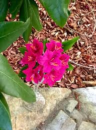 Free Form Gumpaste Rhododendron Rhododendron Gum Paste Flowers Sugar Flowers