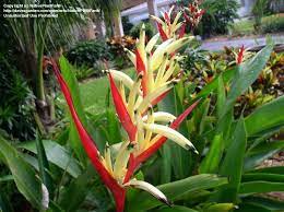 Pin On Bird Of Paradise And Heliconia