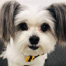 Puppy love grooming is a holistic dog grooming service that cares about more than just a good hair cut. Puppy Love Mobile Dog Grooming Home Facebook