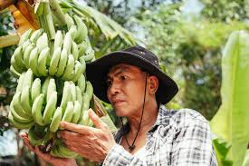 Mostly from small farms organized in coops over the el oro province. Alarm Bells Sound In Peru And Ecuador Amidst The Banana Pandemic Experts Call For Public Private Cooperation To Battle The Scourge Inter American Institute For Cooperation On Agriculture