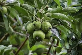 These trees were selected for their ornamental characteristics rather than the eating quality of their fruit. An Apple Is A Sweet Edible Fruit Produced By An Apple Tree Malus Domestica Apple Trees Stock Photo Image Of Fall Fresh 154639248