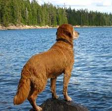 Watch Out For Toxic Algae Which Can Be Fatal To Dogs Dogs Dog Died Pets
