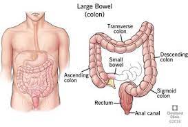 The colon can be used to emphasize a phrase or single word at the end of a sentence. Digestive Diseases Rectal Colon Diseases