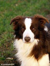 Our Stud Dog Nick Collie Dog Border Collie Collie