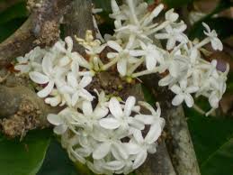 Image result for Pleiocarpa