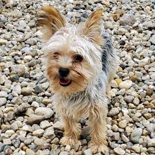 Image result for white yorkshire terrier