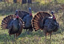 We will continue to update with more of our favorite events as they become published! A Wild Turkey Twist On A Thanksgiving Tradition Flaglerlive