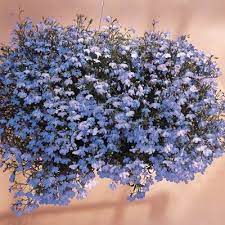 Lobelia Regatta Sky Blue Lobelia Flowers Blue Flowering Plants Flowers