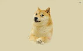 A cold bitter touchepisode 1: 2048x1152 Doge Wallpaper Doge Meme Wallpaper Images Taco Doge 2048x1152 Download Hd Wallpaper Wallpapertip