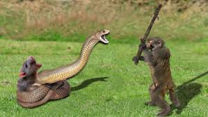 It was now friday and he was just tempted to cast a permanent silencio on the girl. Lions Vs Big Python Snake Real Fight Lions Attack Crocodile Lion Cheetah Wild Animal Attacks Youtube