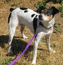 Rat Terrier Wikipedia