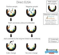 Elisa Directo Immunology Medical Laboratory Science Biology Lessons