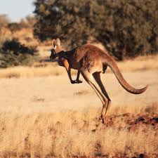 Interestingly, the name kangaroo arose from a misunderstanding during a conversation. Kangaroos Facts Information Bush Heritage Australia