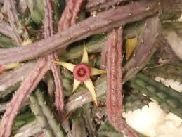 Image result for Huernia procumbens