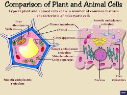 We did not find results for: Sser Ltd Plant Cells Like Animal Cells Possess A Plasma Membrane Within Which Is Contained A Complex Fluid Called The Cytosol Unlike Animal Cells Ppt Download