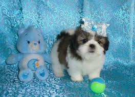 Looking for imperial shih tzu, teacup shih tzu, imperial shih tzu for sale. Shih Tzu Puppies For Sale Austin Tx 298128 Petzlover