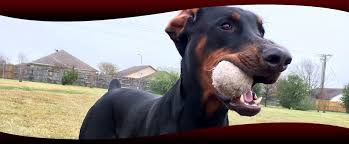 Check spelling or type a new query. Aggieland Animal Health Center College Station Tx