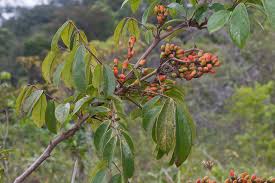 Image result for Rourea coccinea
