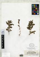 Image result for Stemodia serrata