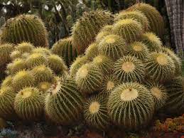 Just follow the guidelines in this article on how to grow one. Echinocactus Wikipedia