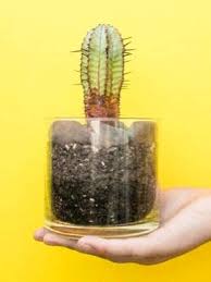 Image result for cactus cuttings