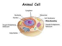 Ribosomes are cell organelles that function in protein synthesis. Cell Types And Organelles The Cell Is Like
