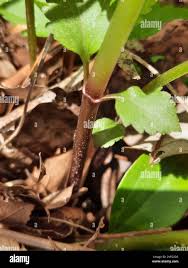 Image result for Fuirena leptostachya